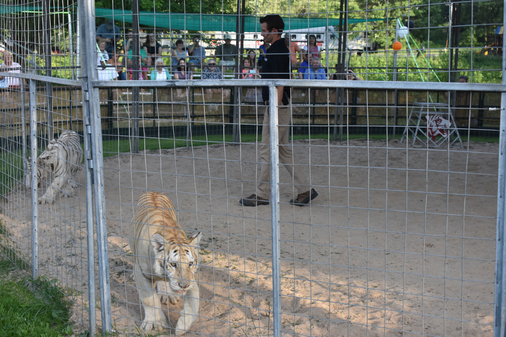 Baby tigers on the prowl